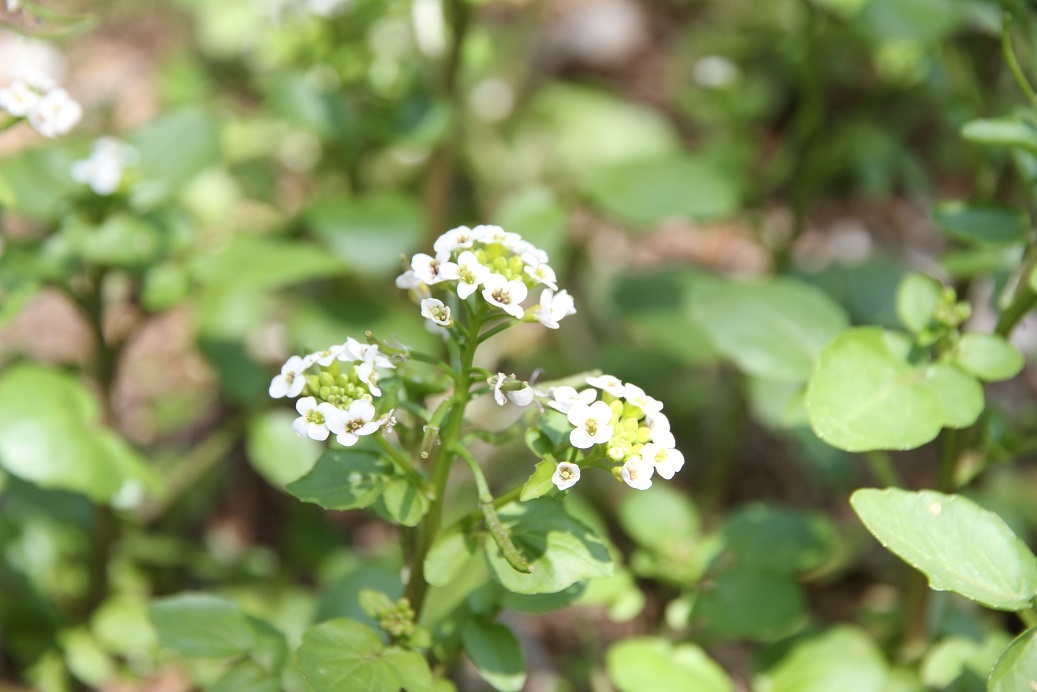 クレソンの小さい白い花が咲いています 神戸布引ハーブ園 ハーブガイド ハーブ花ごよみ