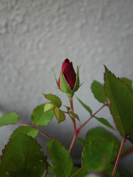 薔薇の蕾がほころんで 紫蘇がまた生えてきた 月夜飛行船