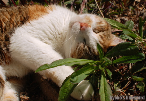 この植物、いい香り～_b0253205_06062348.jpg