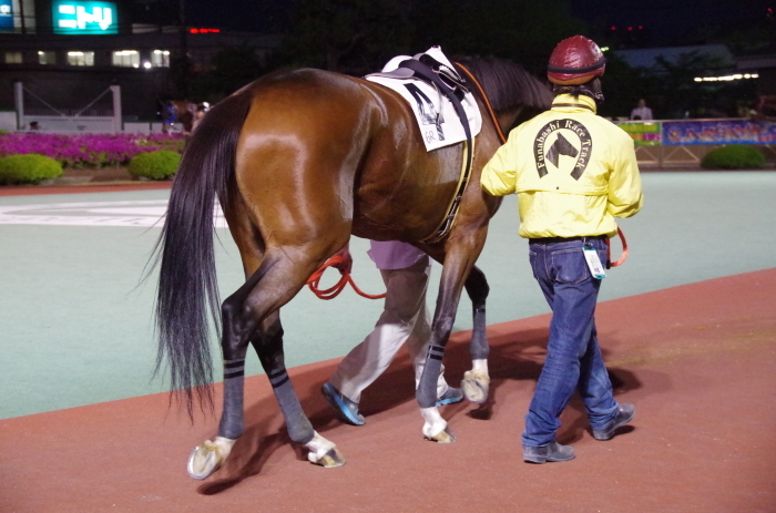 マエストロ 9戦目＠船橋競馬場 6R 2018.4.30_a0371906_21115661.jpg