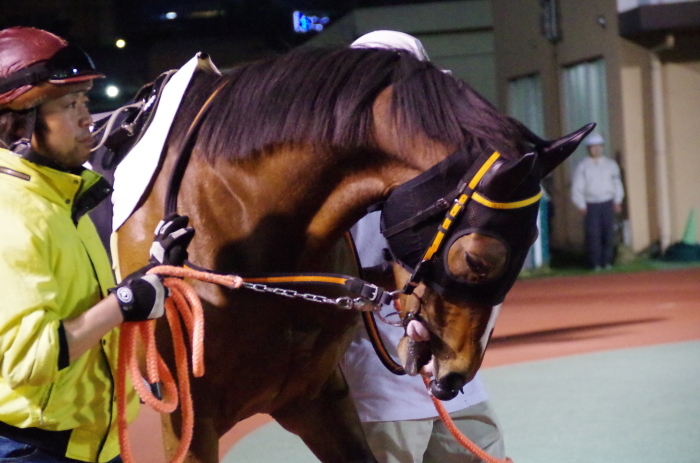 マエストロ 9戦目＠船橋競馬場 6R 2018.4.30_a0371906_21120487.jpg