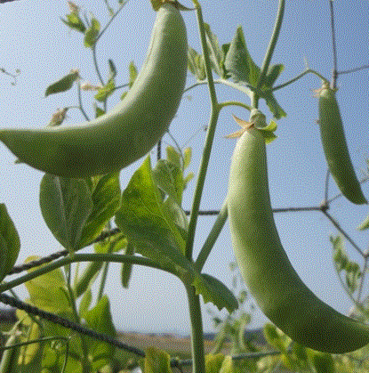 f0231709_12050251.gif