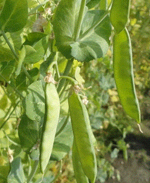 f0231709_12071531.gif