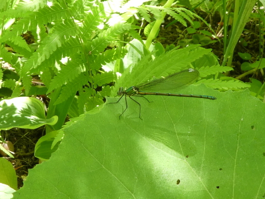 c0062511_22235611.jpg