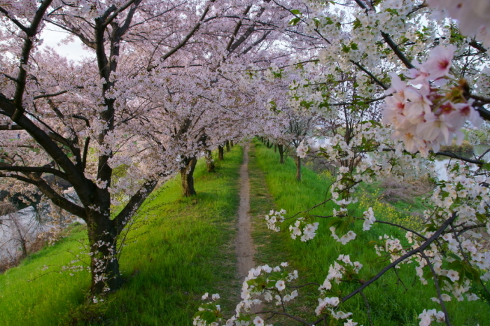 桂川の桜並木_e0177413_16024753.jpg