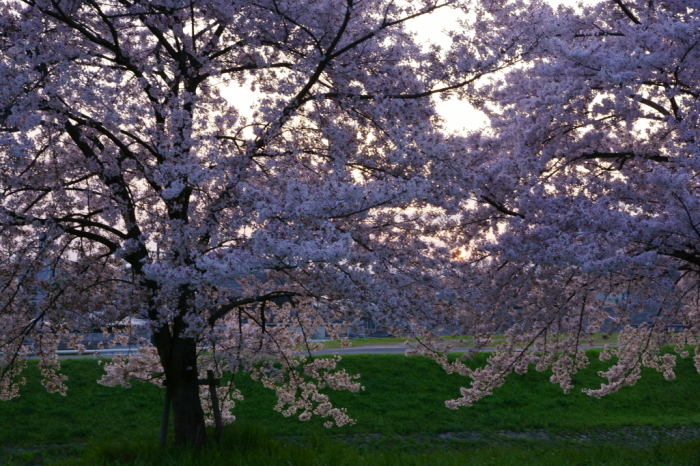 桂川の桜並木_e0177413_16044847.jpg