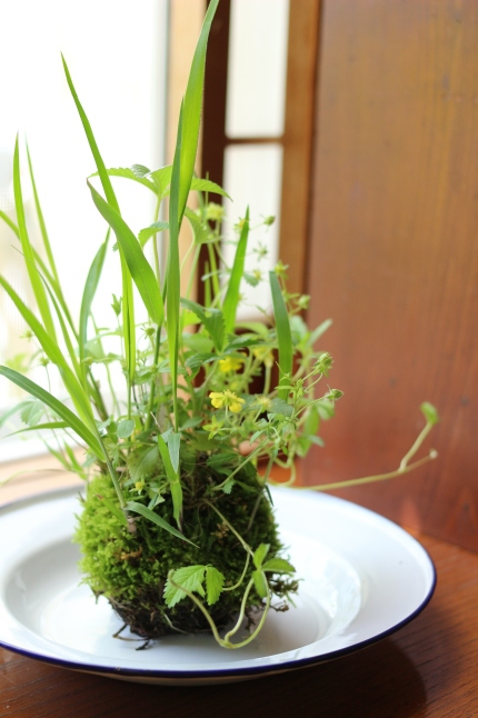 新入りの苔玉ちゃん♪_f0354014_13560667.jpg