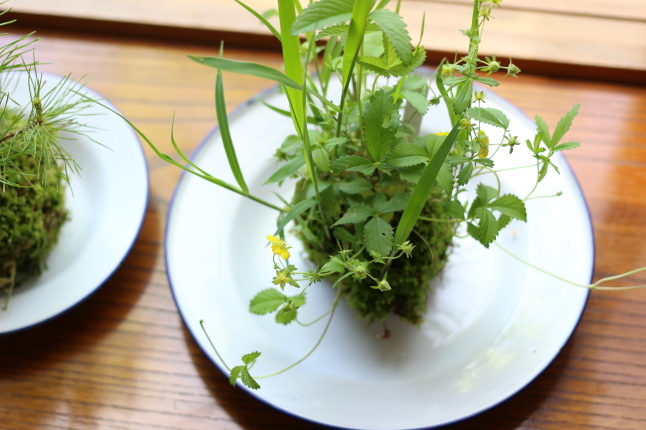 新入りの苔玉ちゃん♪_f0354014_13561339.jpg