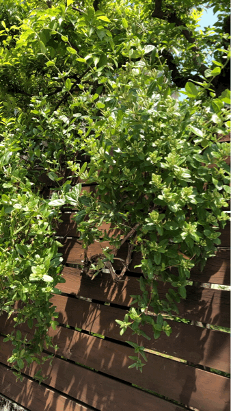b0268815_16212653.gif