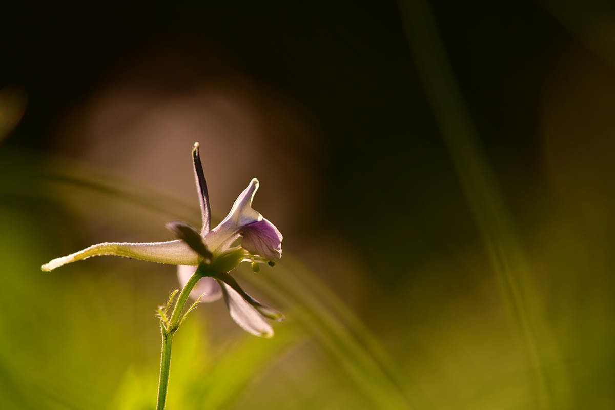 第１８候　牡丹の花咲き始める_a0059621_10143466.jpg