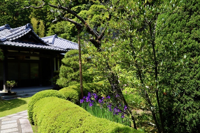 寿福寺参拝　2018.4.29　Sanpo 106_e0237623_00285052.jpg