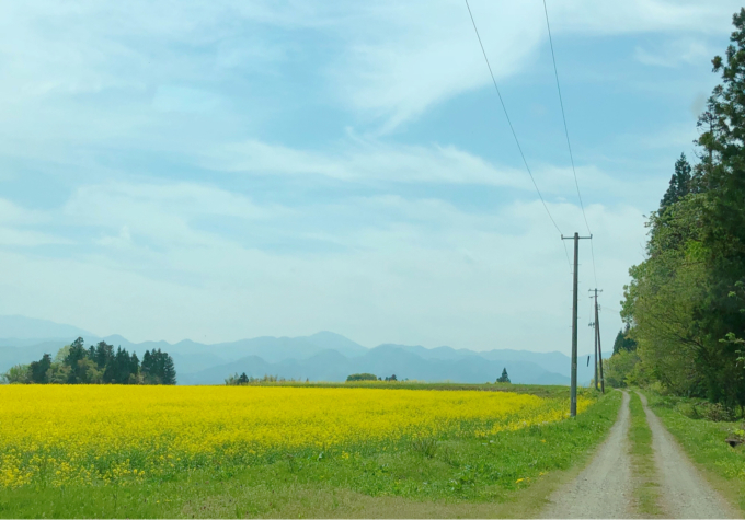 八木沢の菜の花畑 と誕生パーティ✨_c0229025_22281975.jpg