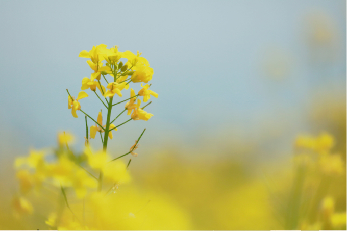 八木沢の菜の花畑 と誕生パーティ✨_c0229025_22282170.jpg