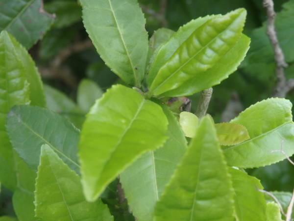 a0054240_20433138.jpg