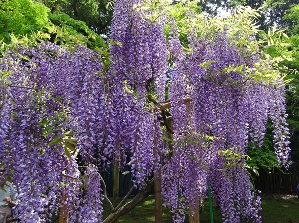 春日大社 萬葉植物園の藤 彩の気まぐれ写真