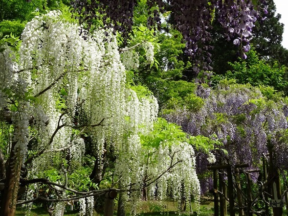 春日大社 萬葉植物園の藤 彩の気まぐれ写真 春日大社 萬葉植物園の藤 彩の気まぐれ写真
