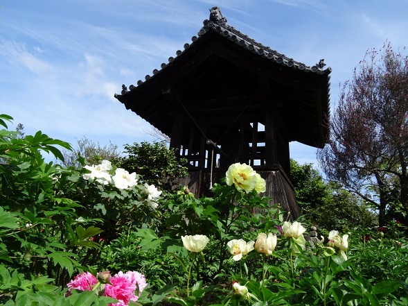 石光寺の藤、牡丹、石楠花_b0299042_16483998.jpg