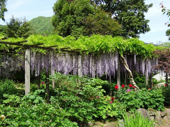 石光寺の藤、牡丹、石楠花_b0299042_16505389.jpg