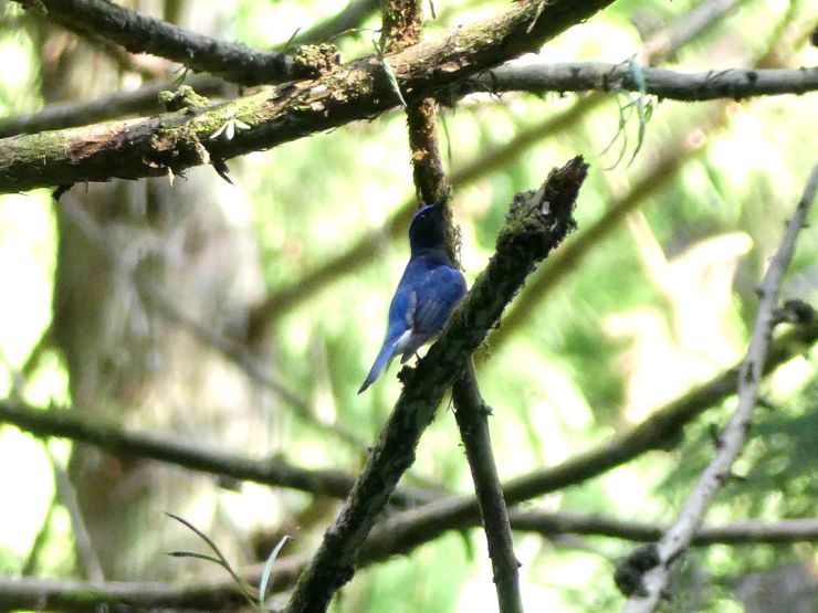 オオルリ 高尾 浅川野鳥散歩 オオルリ 高尾 浅川野鳥散歩