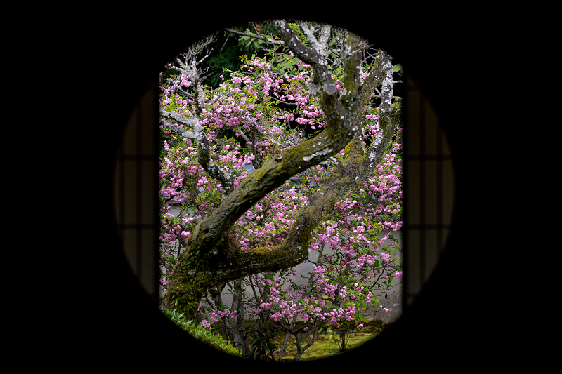 雲龍院・春の花々（泉涌寺塔頭）_f0155048_20441275.jpg
