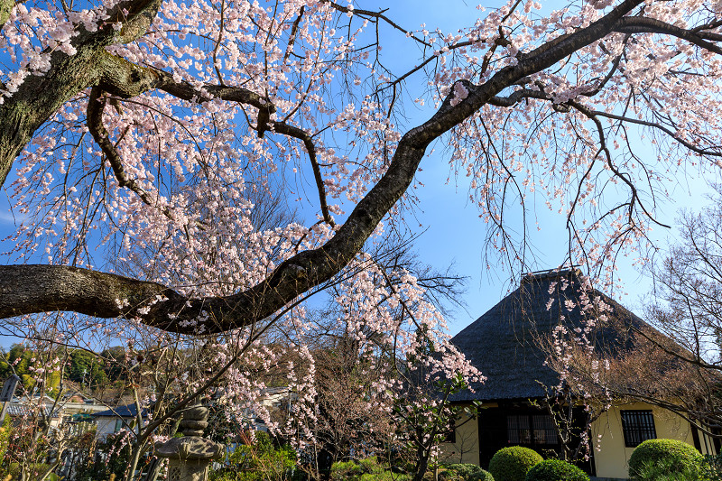 桜咲く京都2018　しだれ桜咲く瑞光寺_f0155048_2222484.jpg