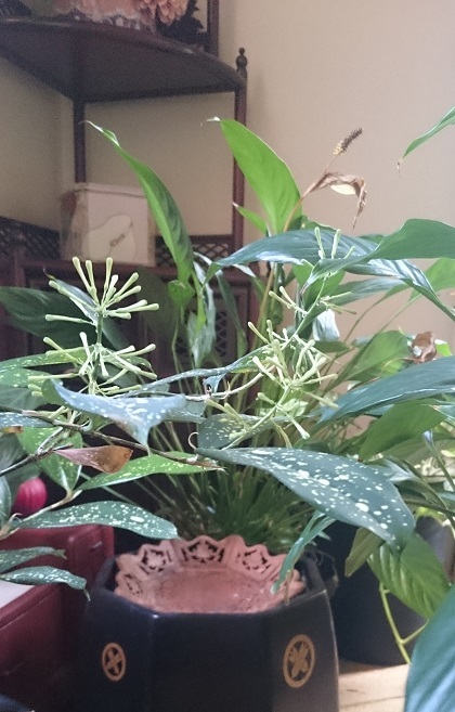 a0370052_11551004.jpeg
