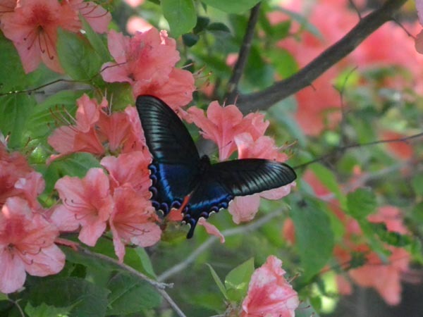 c0045352_05442704.jpg