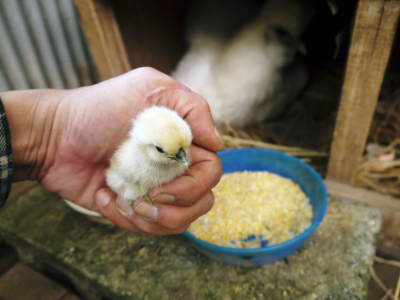 烏骨鶏のヒナが生まれました！温めはじめて21日目の予定日に全員孵化しました！_a0254656_16512569.jpg