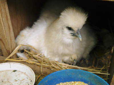 烏骨鶏のヒナが生まれました！温めはじめて21日目の予定日に全員孵化しました！_a0254656_16551551.jpg