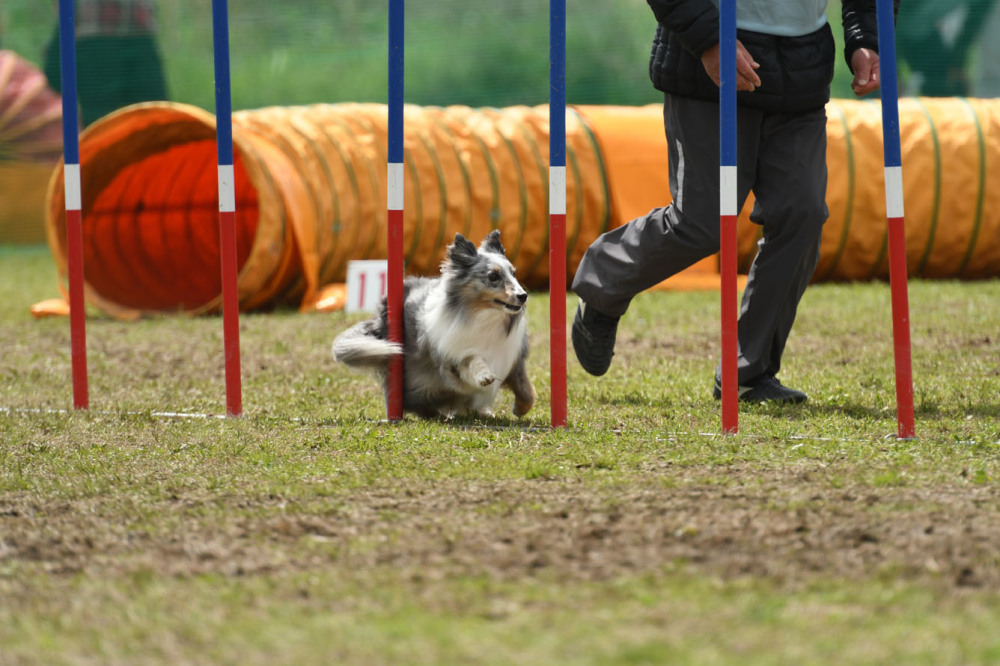 JKC長崎ウィズワンクラブアジ競技会 2018/04/15 #5_d0230464_16224511.jpg