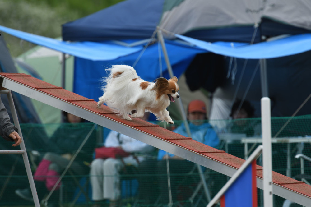 JKC長崎ウィズワンクラブアジ競技会 2018/04/15 #5_d0230464_16232566.jpg