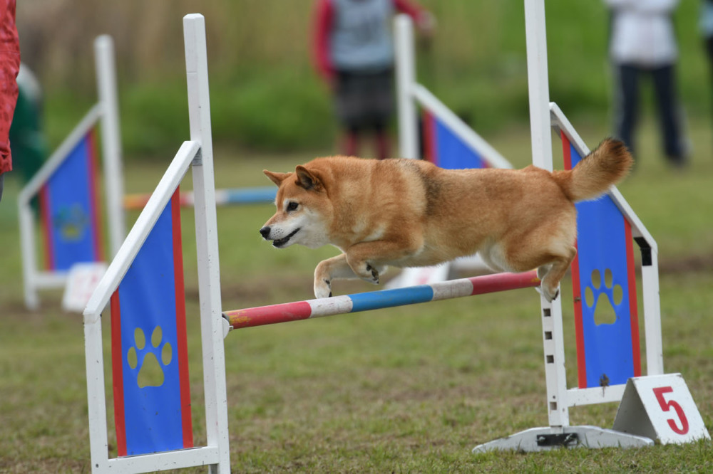 JKC長崎ウィズワンクラブアジ競技会 2018/04/15 #5_d0230464_16235153.jpg