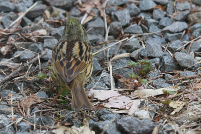 アオジさん～4月の旭川_d0340565_20100760.jpg