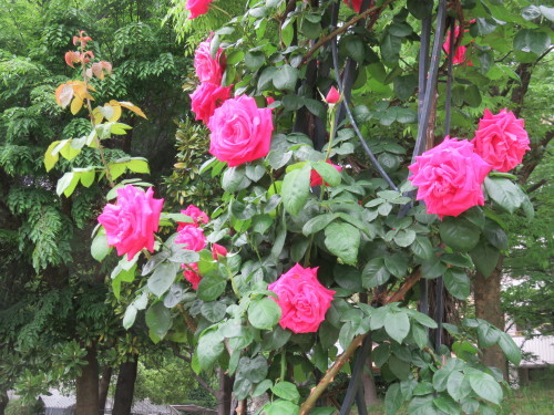 f0259373_15393490.jpg