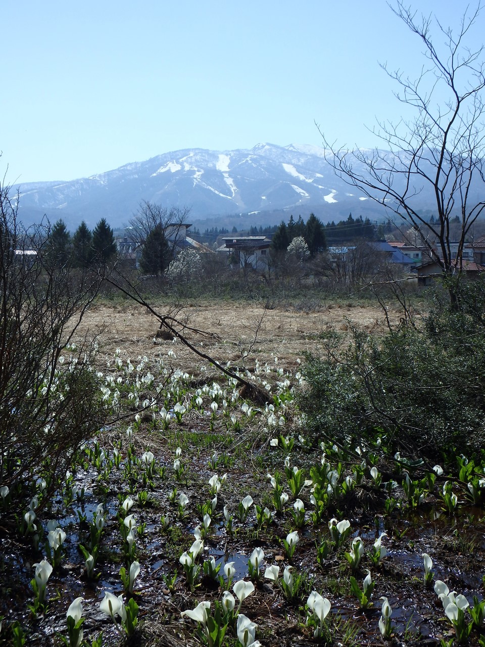 『ひるがの高原　あやめ沢湿原の水芭蕉(ミズバショウ)』_d0054276_20425479.jpg