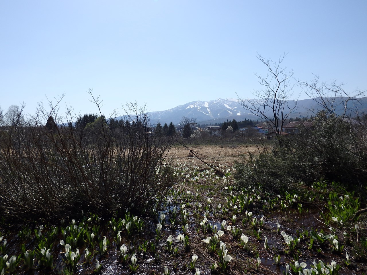 『ひるがの高原　あやめ沢湿原の水芭蕉(ミズバショウ)』_d0054276_20431532.jpg