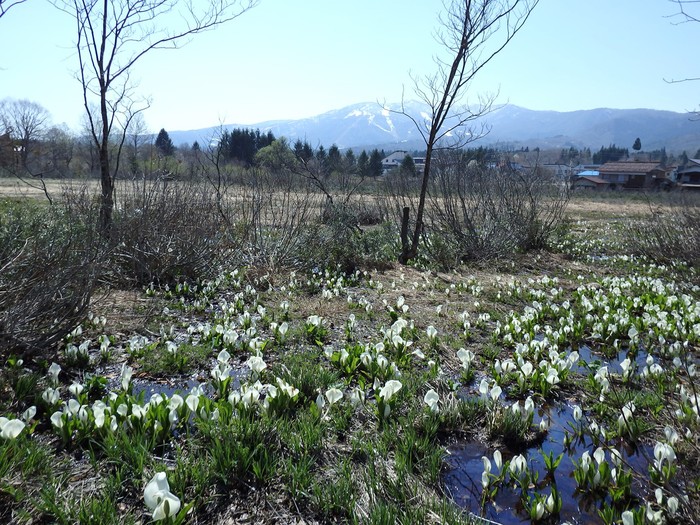 『ひるがの高原　あやめ沢湿原の水芭蕉(ミズバショウ)』_d0054276_20465830.jpg