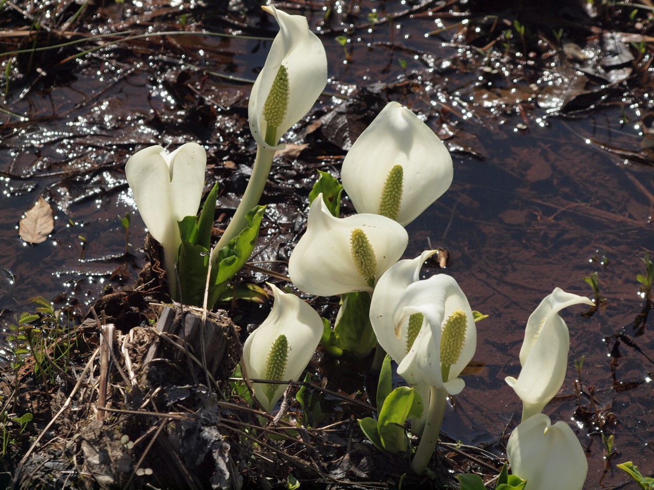 『ひるがの高原　あやめ沢湿原の水芭蕉(ミズバショウ)』_d0054276_20473369.jpg