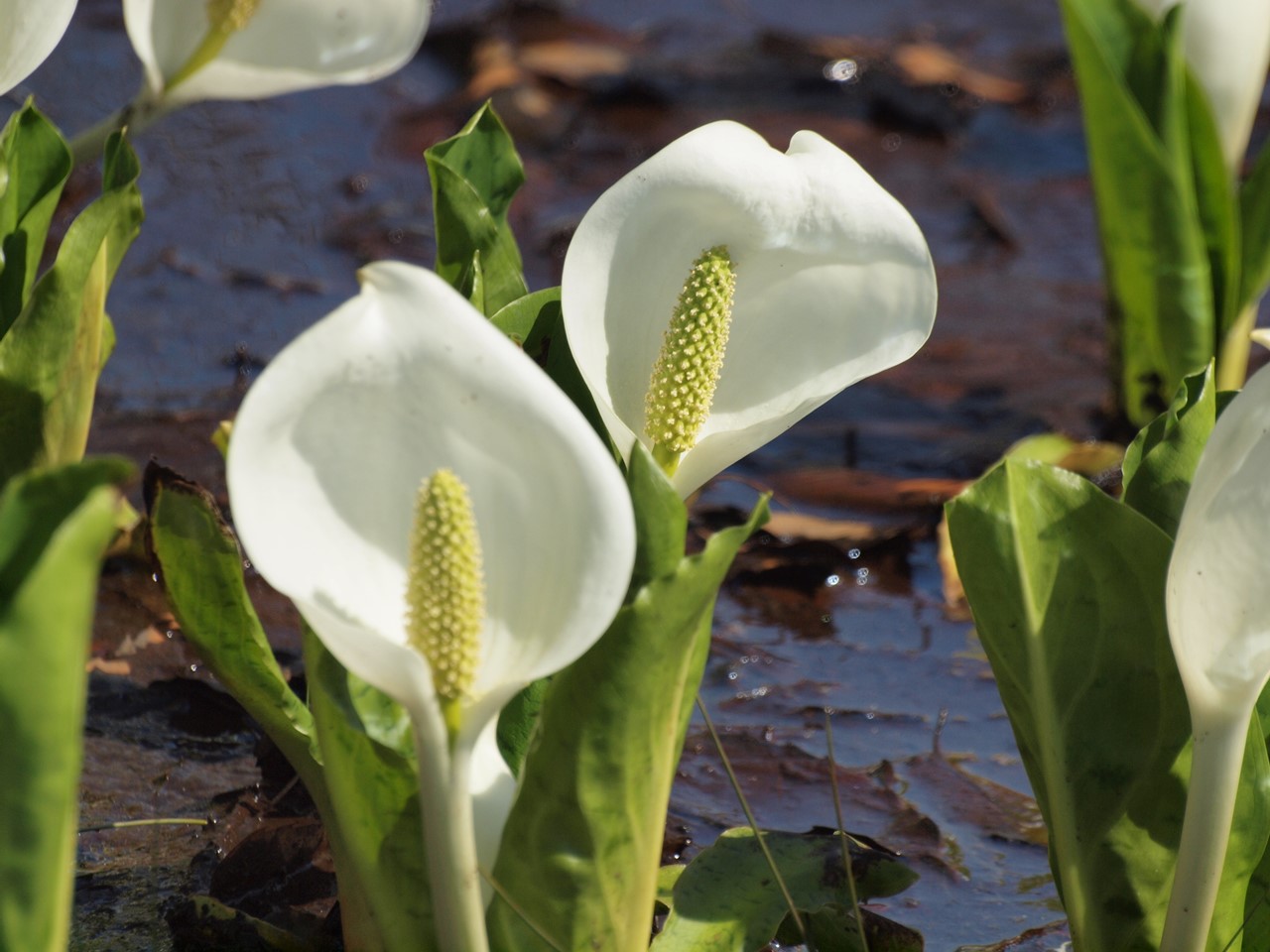 『ひるがの高原　あやめ沢湿原の水芭蕉(ミズバショウ)』_d0054276_20474256.jpg