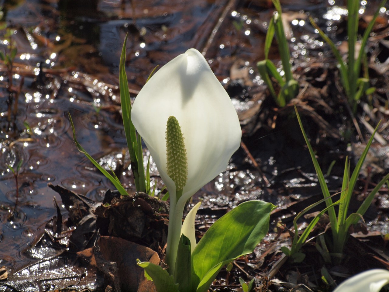 『ひるがの高原　あやめ沢湿原の水芭蕉(ミズバショウ)』_d0054276_20481211.jpg