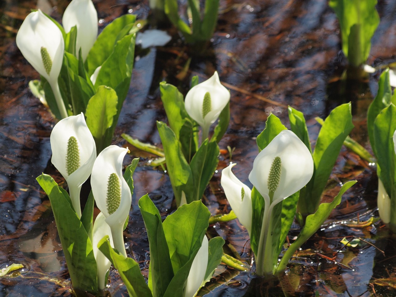 『ひるがの高原　あやめ沢湿原の水芭蕉(ミズバショウ)』_d0054276_20482119.jpg