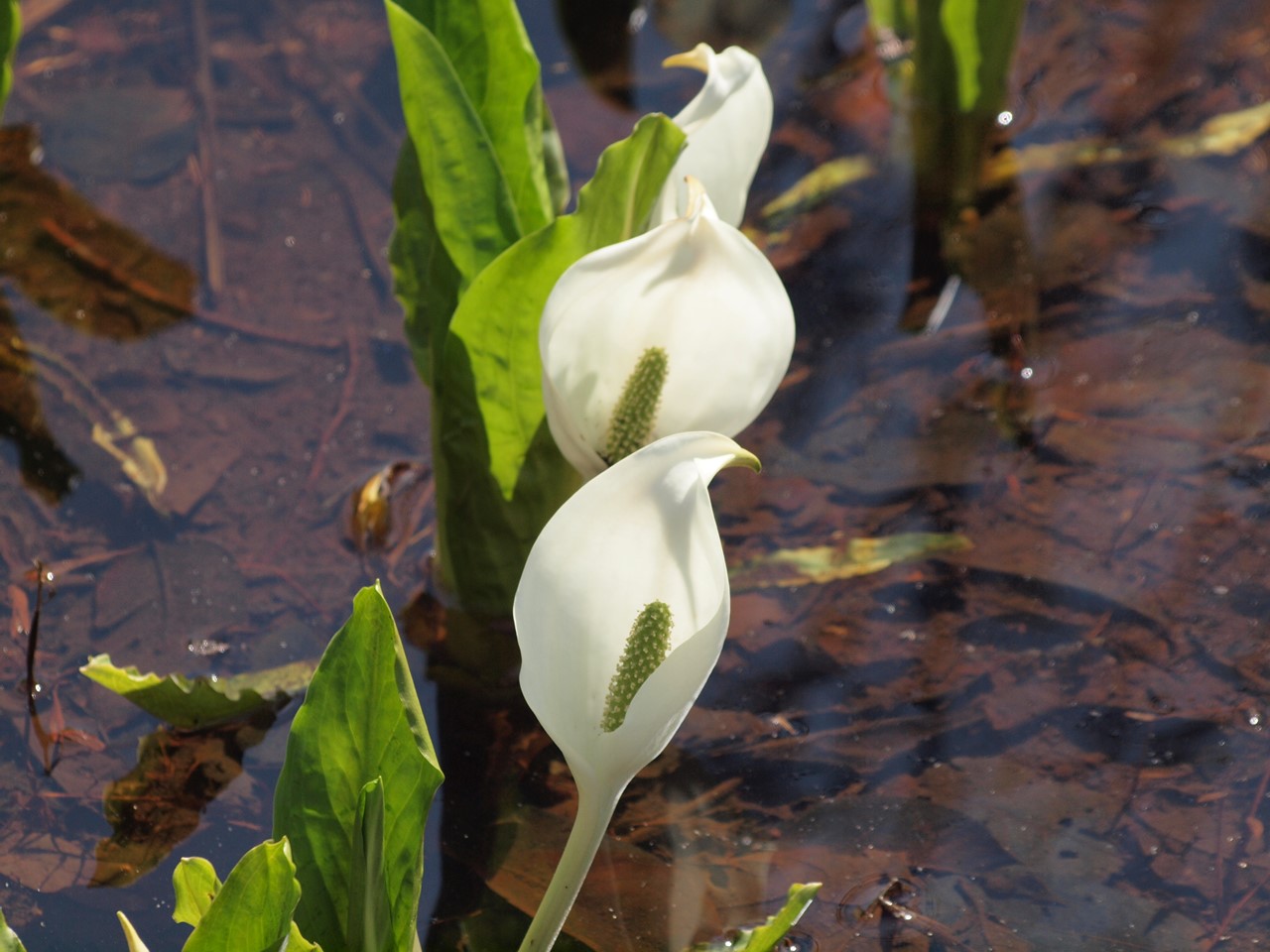 『ひるがの高原　あやめ沢湿原の水芭蕉(ミズバショウ)』_d0054276_2048242.jpg