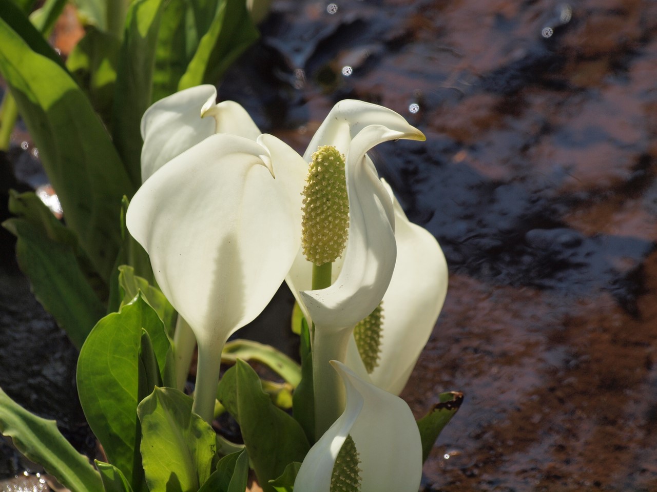 『ひるがの高原　あやめ沢湿原の水芭蕉(ミズバショウ)』_d0054276_20492267.jpg