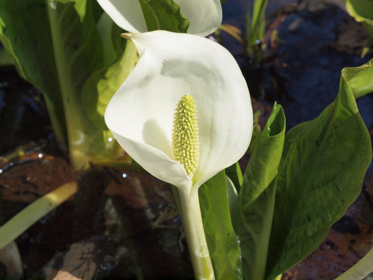 『ひるがの高原　あやめ沢湿原の水芭蕉(ミズバショウ)』_d0054276_2049381.jpg