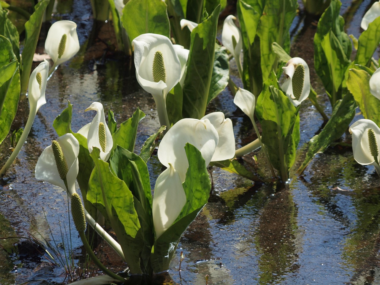 『ひるがの高原　あやめ沢湿原の水芭蕉(ミズバショウ)』_d0054276_20495952.jpg