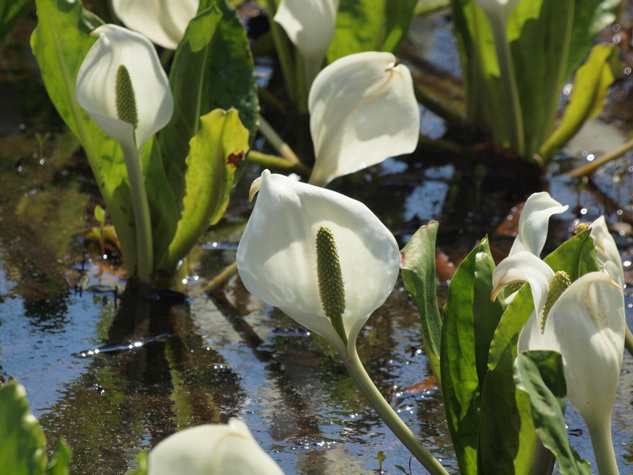 『ひるがの高原　あやめ沢湿原の水芭蕉(ミズバショウ)』_d0054276_20501181.jpg