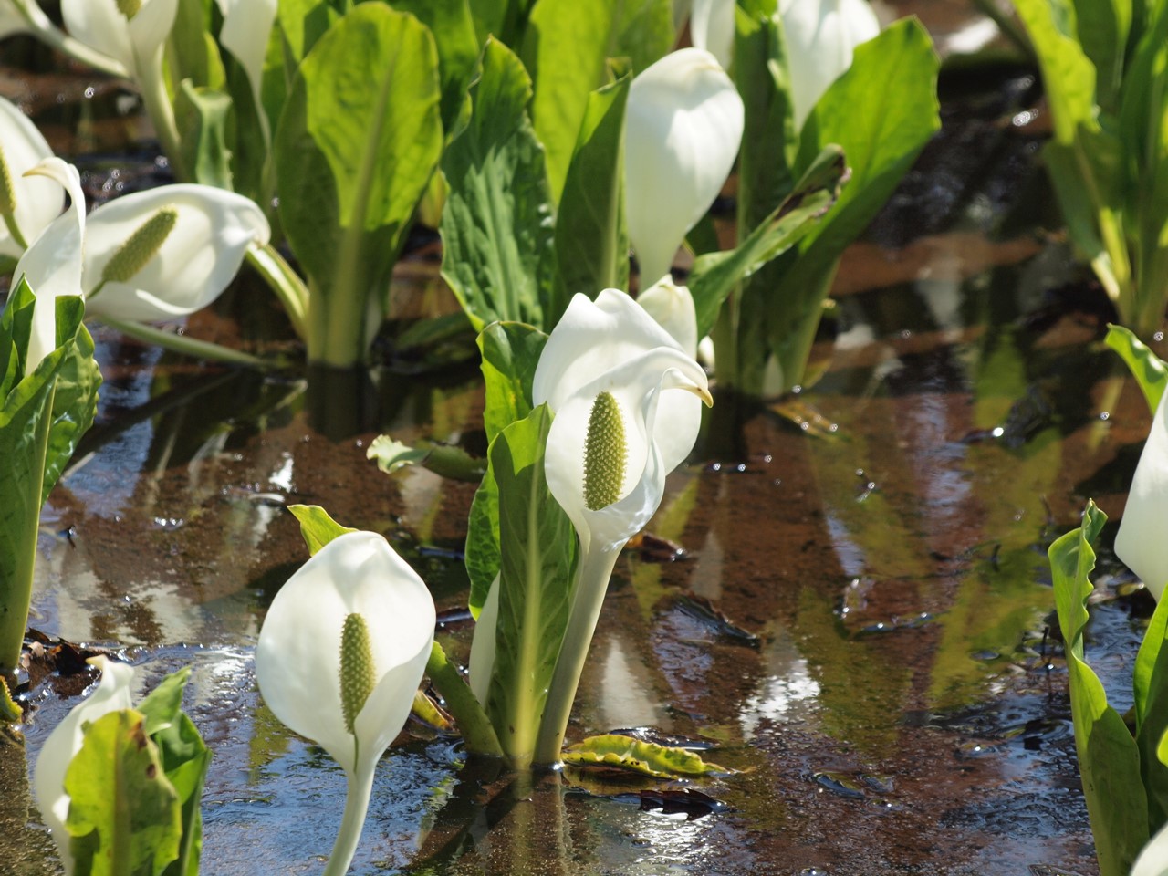 『ひるがの高原　あやめ沢湿原の水芭蕉(ミズバショウ)』_d0054276_20501963.jpg