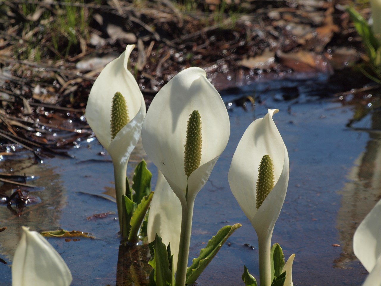 『ひるがの高原　あやめ沢湿原の水芭蕉(ミズバショウ)』_d0054276_20502944.jpg