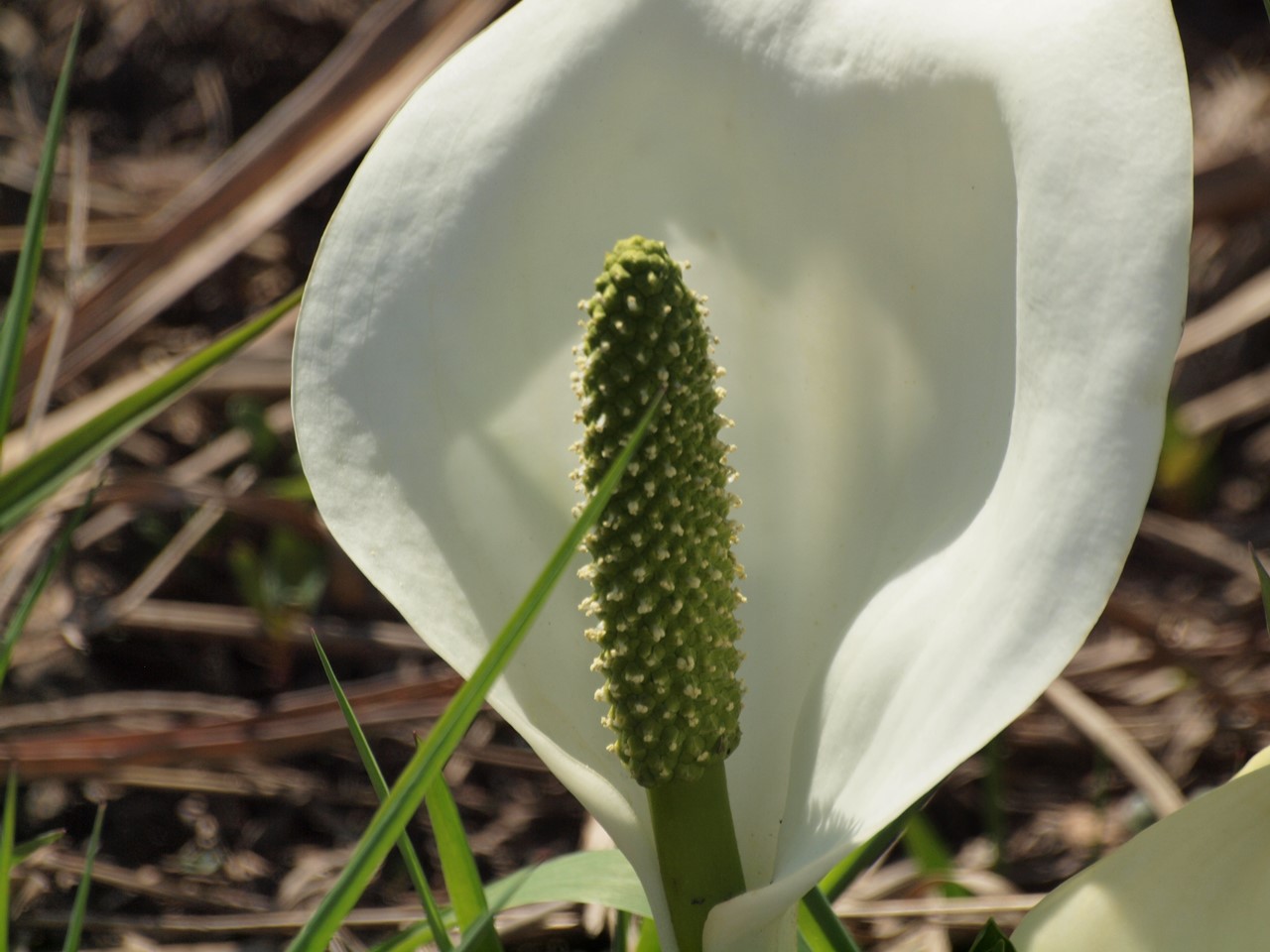 『ひるがの高原　あやめ沢湿原の水芭蕉(ミズバショウ)』_d0054276_20503768.jpg