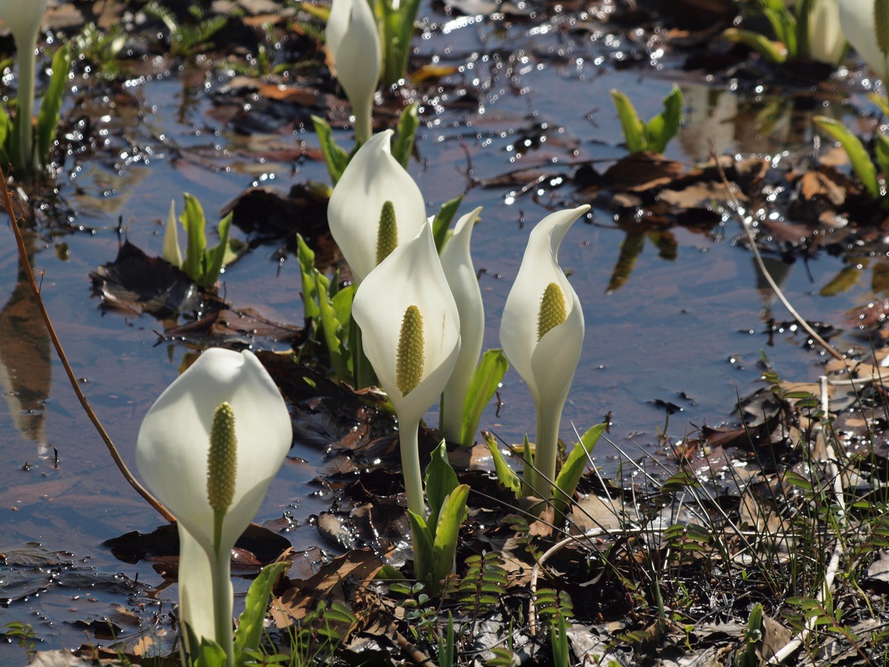 『ひるがの高原　あやめ沢湿原の水芭蕉(ミズバショウ)』_d0054276_20504739.jpg